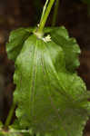 Blue ridge catchfly